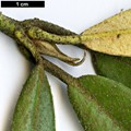 SpeciesSub: Aganniphoides Group